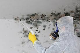 Why You Should Choose Our Mold Remediation Services in Katy, TX